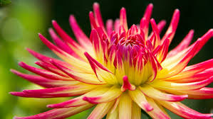 Cacti, on the other hand, are a defined family of plants within the scientific taxonomy and classification of plants. Dahlia Tahiti Sunrise Semi Cactus Dahlias Color With Red Yellow Petals Ultra Hd Tv Wallpaper For Desktop Laptop Tablet And Mobile Phones 3840x2400 Wallpapers13 Com
