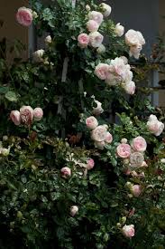 pin on roses rose gardens