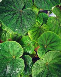 Warmth, light and a little moisture is all. Begonia Popenoei Best Care Tips Plantophiles