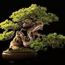 Image result for Erythrina livingstoniana