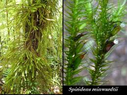 Image result for Warneckea sansibarica