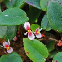 Image result for Begonia elaeagnifolia