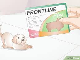 How To Determine The Proper Frontline Plus Dosage For Dogs