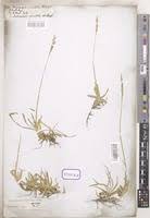 Image result for Andropogon amethystinus