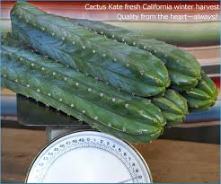 The san pedro cactus, trichocereus pachanoi (echinopsis pachanoi) is grown for its beautiful emerald green columnar form and fragrant dinner plate sized white flowers. San Pedro Cactus Sales