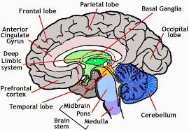 This Is Your Brain On Fill In The Blank Brain Diagram Human Brain Parts Human Brain