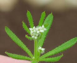 Image result for Galium stenophyllum