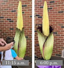 The Corpse Flower At My University Is Blooming Its The Largest Flower In The World When It Blooms It Smells L In 2020 Diy Garden Projects Corpse Flower Large Flowers