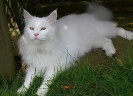 To be truly orange their coloring should be solid with little to no trace of white. The White Maine Coon Is It Really White Petskb