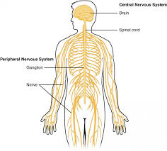 Spinal nerves—one of 31 pairs of nerves that originate on the spinal cord from anterior and posterior roots. Basic Structure And Function Of The Nervous System Anatomy And Physiology I
