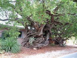 Learn about the best shrubs, perennials, and annuals you can grow in the shady spot in your garden with this helpful guide. 47 Native Plants For Florida Flowers Shrubs And Trees Lawnstarter