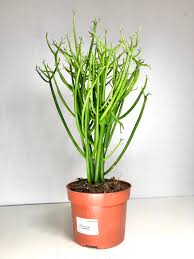 Image result for Euphorbia tirucalli