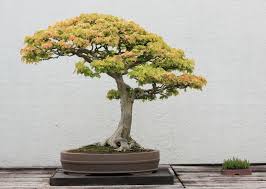 Bonsai Baum Kaufen Und Richtig Pflegen Einige Wertvolle Tipps Bonsai Baum Bonsai Pflanzen Bonsai