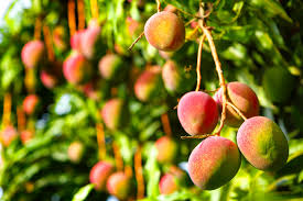 945 likes · 11 talking about this. Types Of Mango The Best Varieties Fine Dining Lovers