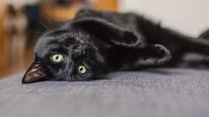 Dapat dikatakan jika opini adalah kebalikan dari fakta, dan sering di sebut sebagai pendapat. Pembawa Sial Hingga Jelmaan Iblis Ini Alasan Kucing Hitam Tak Disukai Global Liputan6 Com