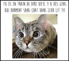Bonne nuit... - Mon Chat & Moi, vtrinaire rserv aux chats | Facebook