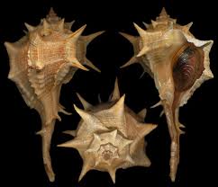 Image result for Micractis bojeri