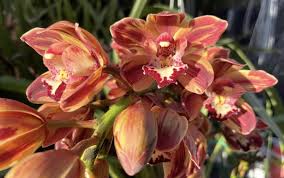 Image result for Cymbidium