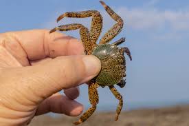 Image result for Lepidagathis eriocephala