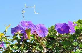 Sep 21, 2017 · the mandevilla vine (mandevilla sanderi) grows best when trellised within the garden and not in a container. Florida Vines
