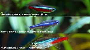 Image result for Neoschumannia cardinea