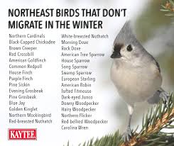 Birds That Start With Letter U Birds That Do Not Migrate During The Winter Include Chickadees Titmice Downy Woodpeckers Blue Jays Song Sp Wild Bird Feeders Backyard Birds Wild Bird Food