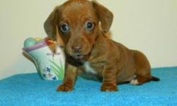 Maybe you would like to learn more about one of these? Miniature Dachshund Pups Registered 910 892 1224 For Sale In Dunn North Carolina Animals Nstuff