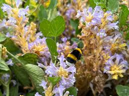 Image result for Oxyanthus troupinii