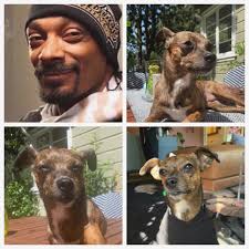 trust your gut, you not #crazy 🗣️ #snoopdogg