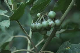 Image result for Solanum torvum