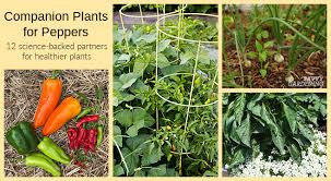 Buy 500 varieties of pepper plants, pepper seeds and fresh peppers. Companion Plants For Peppers 12 Science Backed Choices