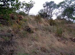 Image result for Anisotes rogersii