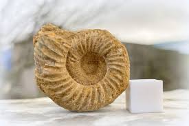 Ammonites were prehistoric, coiled cephalopods whose fossils are found worldwide. Perisphinctes Fossil Ammonite Genuine Specimen Jurassic Period Found In France Amazon Com Industrial Scientific