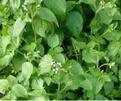 Les Vertus Du Roi Des Herbes Herbe Feuilles De Plantes Plante