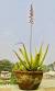 Plant Aloe Vera