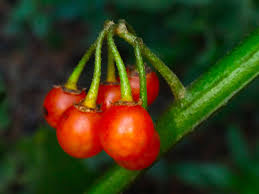 Image result for Solanum villosum