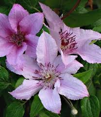 We did not find results for: Clematis Hagley Hybrid 1 Gallon Clematis Etsy Handmade Gifts