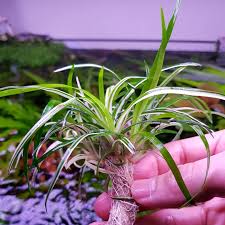 Image result for Eriocaulon schimperi