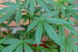 Das hanf wurde von den ermittlern nun jedoch vorzeitig geerntet und sichergestellt. 79 Jahrige Oma Baut Illegal Cannabis Im Garten An