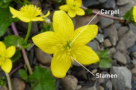 Anmh.org) most flowers have four main parts: The Parts Of A Flower With Diagram Photos Complete Botany Lesson