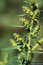 Image result for Scoparia