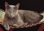 Russian Blue Kittens For Sale - Silver Blues Cattery