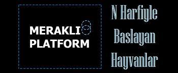 n ile baslayan hayvan isimleri hayvan nautilus bilgi