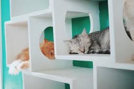 Check spelling or type a new query. Options For Cat Wall Shelves And Perches Lovetoknow