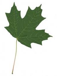 How To Identify Maple Tree Varieties Lovetoknow