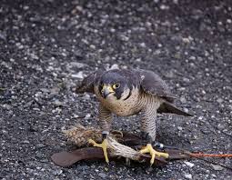 Der wanderfalke gehört zu den größten exemplaren der falkenfamilie. Rekorde Im Tierreich Vogel Uber Dem Mount Everest Libellius