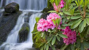 Flower Wallpaper Bing Images Spring Flowers Spring Wallpaper Hd Spring Wallpaper