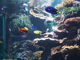 Zoologischer garten eberswalde ⭐ , germany, brandenburg, barnim, eberswalde: Bild Riffaquarium Zu Aquarium Zoologischer Garten In Berlin Mitte