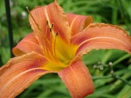 This ornamental plant has flowers and leaves that are poisonous to dogs. Orange Day Lily Is Poisonous To Pets Poisonous Plant For Pets