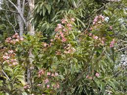 Image result for Dichaetanthera